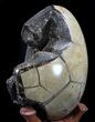 Septarian Dragon Egg Geode - Crystal Filled #37448-1